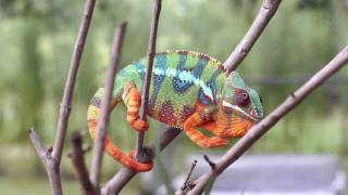 Real Chameleons