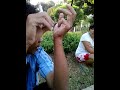 Picture Ngewe Di Kebun 20130911_074700 Mp4