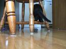 Cat afraid of mouse, and other things... Cat afraid of mouse, and other things...