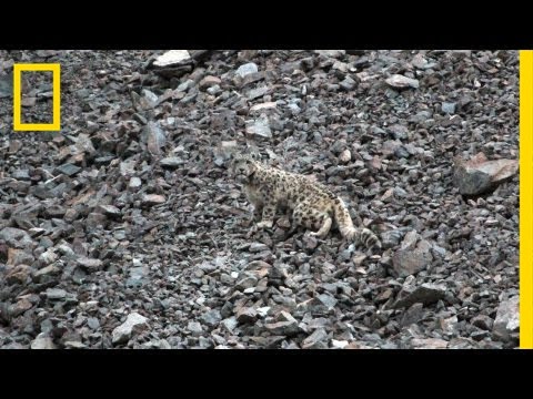 Snow Leopards Tagged in Afghanistan — A First