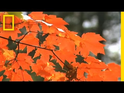 Autumn Leaf Hoppers