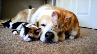 Cica, kutya szeretik egymást! :) - YouTube