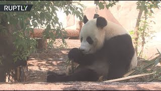 Панды онлайн: Московский зоопарк начал трансляцию из вольера бамбуковых медведей (02.07.2019 11:55)