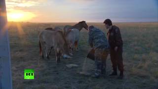 Путин выпустил лошадей Пржевальского в дикую природу