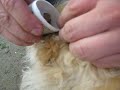 Самодельный клещекрут своими руками Самодельный клещекрут своими руками