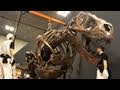 「恐竜博」ティラノｖｓトリケラ、全身復元骨格の組み立て公開