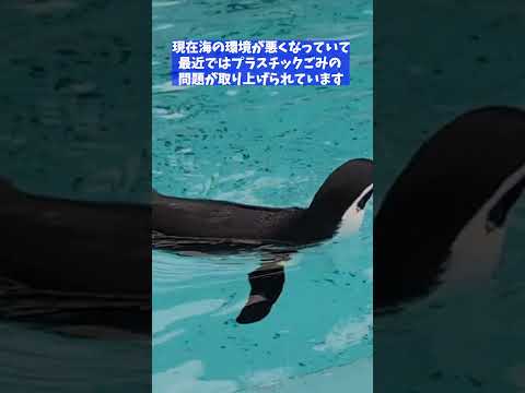 静岡市立日本平動物園で見られるフンボルトペンギンのお食事シーンをShorts動画で紹介 サムネイル