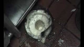 Instructional Video How To Remove Fruit Flies From Drains