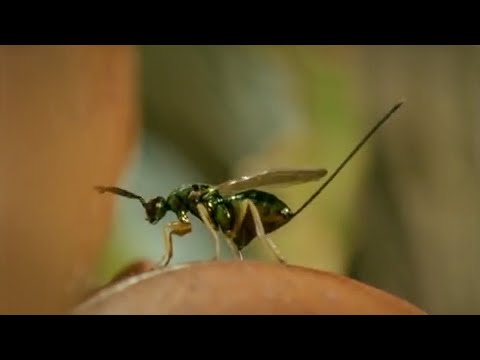 Life of Insects - Attenborough: Life in the Undergrowth - BBC