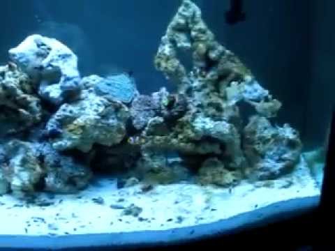 46 Gallon Reef Tank quick Update