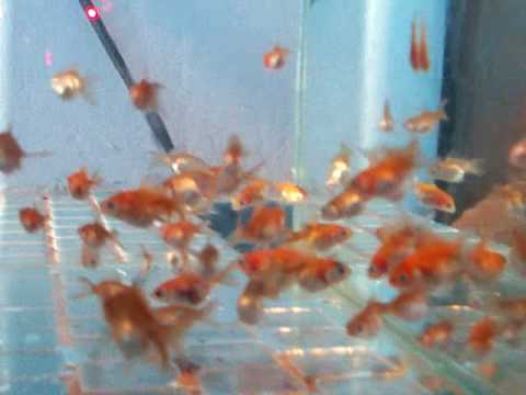 goldfish eggs hatching. Goldfish Fry (2 mths.) İzlenme: 61626
