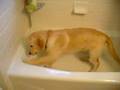 Dog in the tub... scratching Dog in the tub... scratching