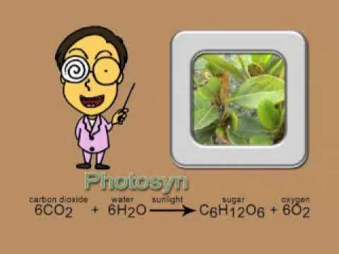 Photosynthesis song new and complete version