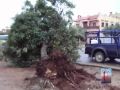 La rage des arbres à Oujda III.MPG