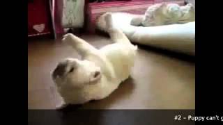 Cuteness Overload Cutest Puppies Ever Seen On Video
