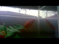 trailer lo squalo 3 (2011 ita con sampei the fish)