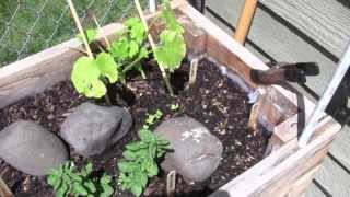 Micro polyculture (1)