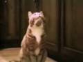 Gatos habladores Gatos habladores