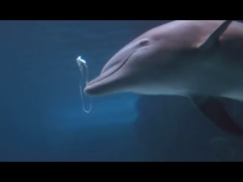 Dolphin Bubbles: An Amazing Behavior