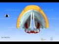 Le larynx : vibration des cordes vocales
