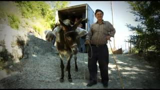 The Grocer/Ο Μανάβης trailer