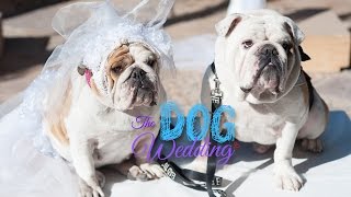 The Dog Wedding Trailer - Romantic Comedy - Film Coming Soon