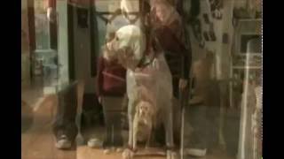 The Dog Who Saved Christmas (2009) Official Trailer