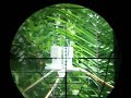 Picture Akurasi Senapan Air Rifle Accuracy Test Sharp Tiger Indonesia