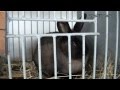 Bílovec: 46. výstavní trh chovných králíků