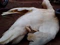 Image Skandal Sex Desa Mantingan