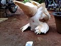 Picture Skandal Sex Desa Mantingan