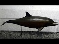 Imagen de la portada del video;Virtual Visit to the Museum of the University of Valencia of Natural History