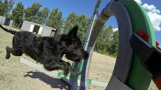 GoPro: The Doggy Dash