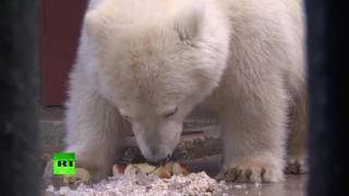 Спасенный на Чукотке белый медвежонок обживается в зоопитомнике Московского зоопарка