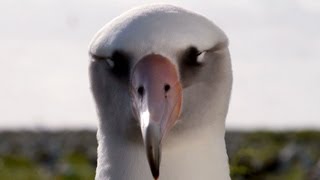 MIDWAY Trailer | Festival 2013