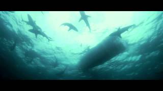 Sharkwise - Trailer