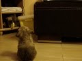 Radosne Nastroje: \"cukierkowe\" - Jak pies z kotem