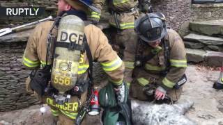 Искусственное дыхание для собаки: пожарные не пожалели сил для спасения пса