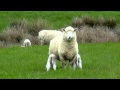 petits agneaux