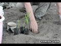 Посадка и уход за кукурузой в сибири Посадка и уход за кукурузой в сибири