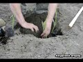 Посадка и уход за кукурузой в сибири Посадка и уход за кукурузой в сибири