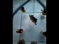 Image Indo Sex