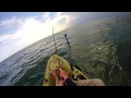 Picture Kayak Fishing Big Sharks Offshore