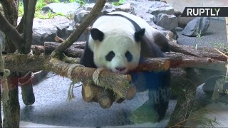 Завтрак с пандами: прямая трансляция из зоопарка Берлина