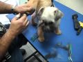 GROOMING