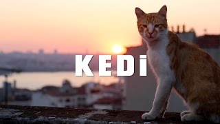 KEDI - TRAILER 1