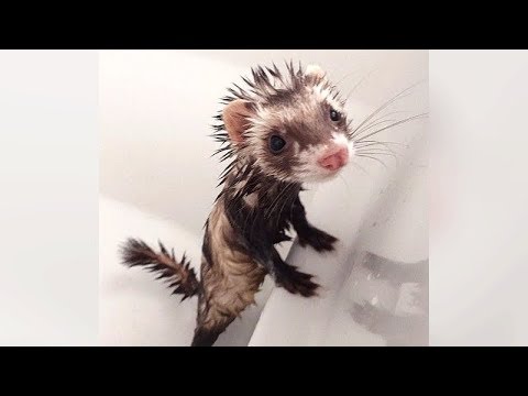 Are FERRETS FUNNIER than CATS & DOGS? See for yourself! - Ultra FUNNY FERRET VIDEOS - UCKy3MG7_If9KlVuvw3rPMfw