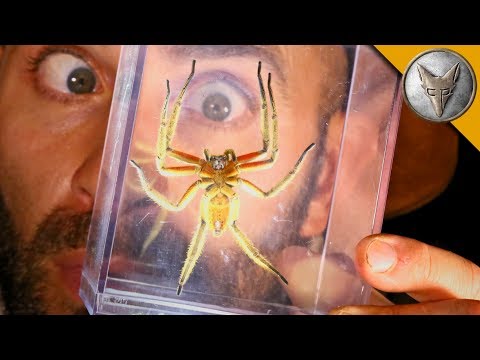 DANGEROUS Jungle Spider! - UC6E2mP01ZLH_kbAyeazCNdg