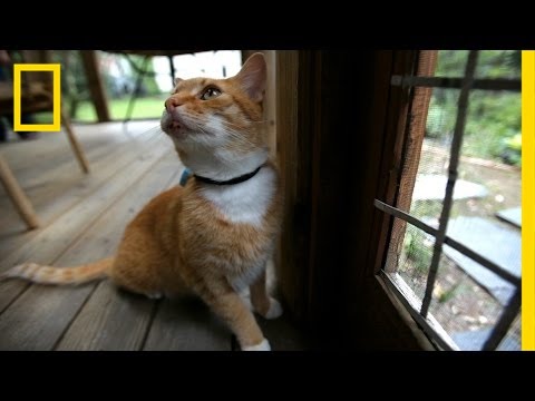 Where Your Cat Goes May Blow Your Mind - UCpVm7bg6pXKo1Pr6k5kxG9A