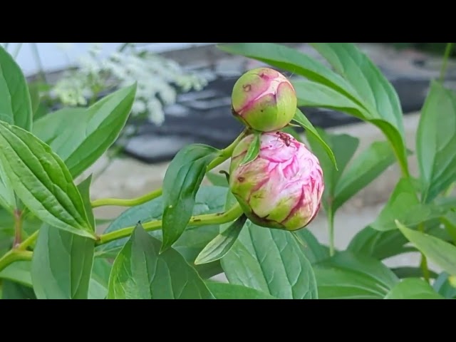 what-is-the-state-flower-of-indiana